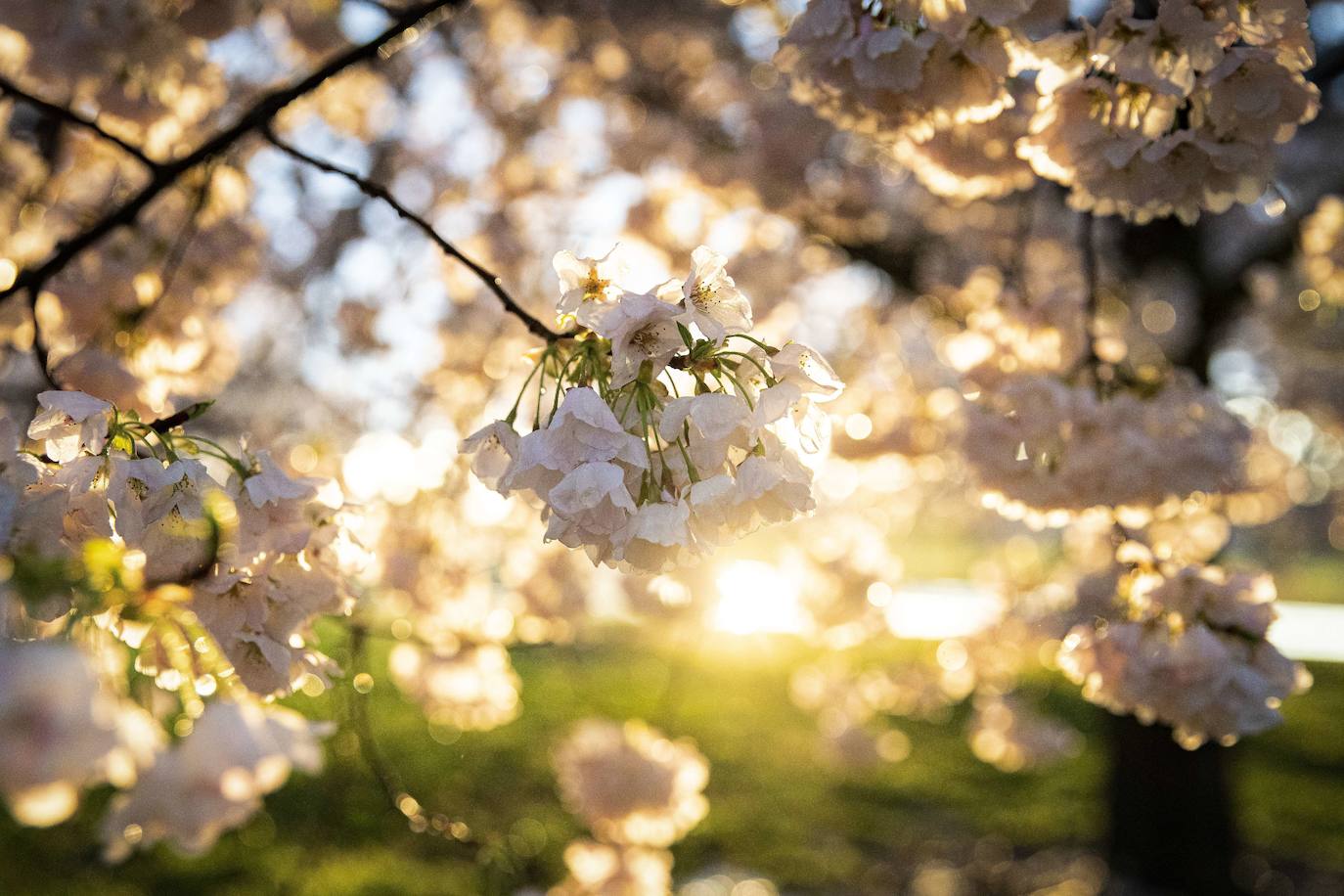 El Cherry Blossom es uno de los fenómenos más bonitos del mundo en primavera. La floración de los cerezos se convierte en espectáculo y reclamo turístico. En Japón, con más de 200 variedades de árbol, se viven escenas únicas. En 1912, el alcalde de Tokio Yukio Ozaki regaló a la ciudad de Washington, D.C., 3.000 cerezos para honrar la amistad entre las dos naciones. El Cherry Blossom Festival de Vancouver convierte en fiesta la llegada de la lucida flor.
