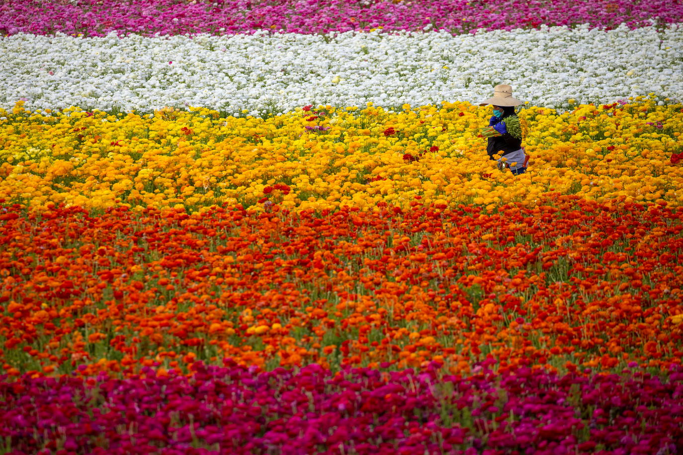 La primavera ya llegó y buena muestra de ello son las flores que embellecen cualquier paisaje. Por eso, como cada año y pese a la pandemia, miles de personas visitan estos estos espectaculares viveros de flores conocidos como «The Flower Fields», en Carlsbad (California, EE UU). 
