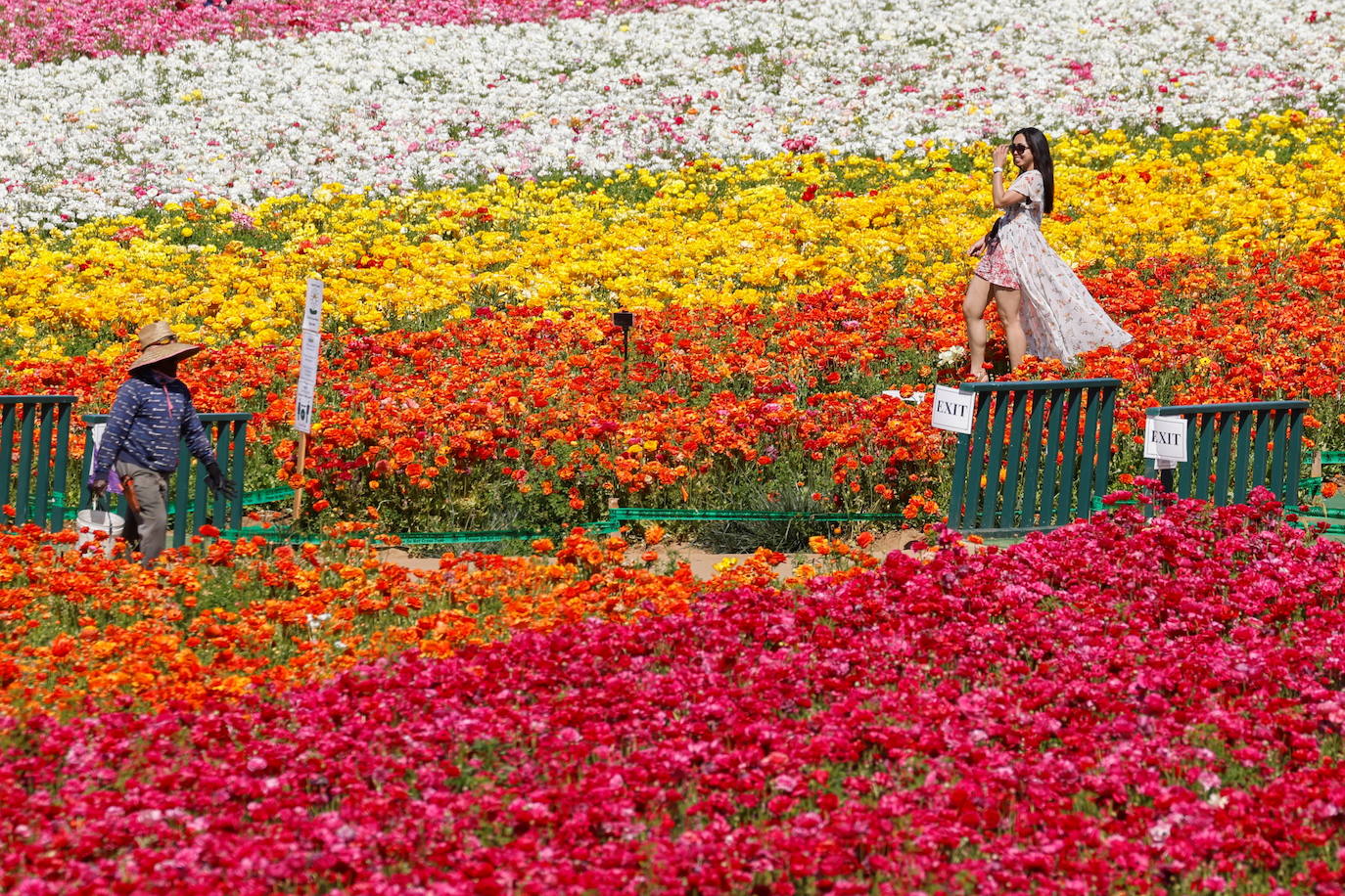 La primavera ya llegó y buena muestra de ello son las flores que embellecen cualquier paisaje. Por eso, como cada año y pese a la pandemia, miles de personas visitan estos estos espectaculares viveros de flores conocidos como «The Flower Fields», en Carlsbad (California, EE UU). 