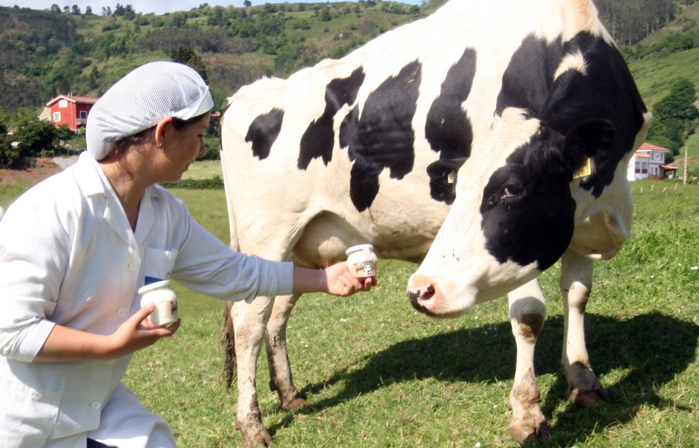 Yaiza Rimada, propietaria de 'La Saregana', empresa fabricante de yogur artesano, muestra sus productos a una vaca 