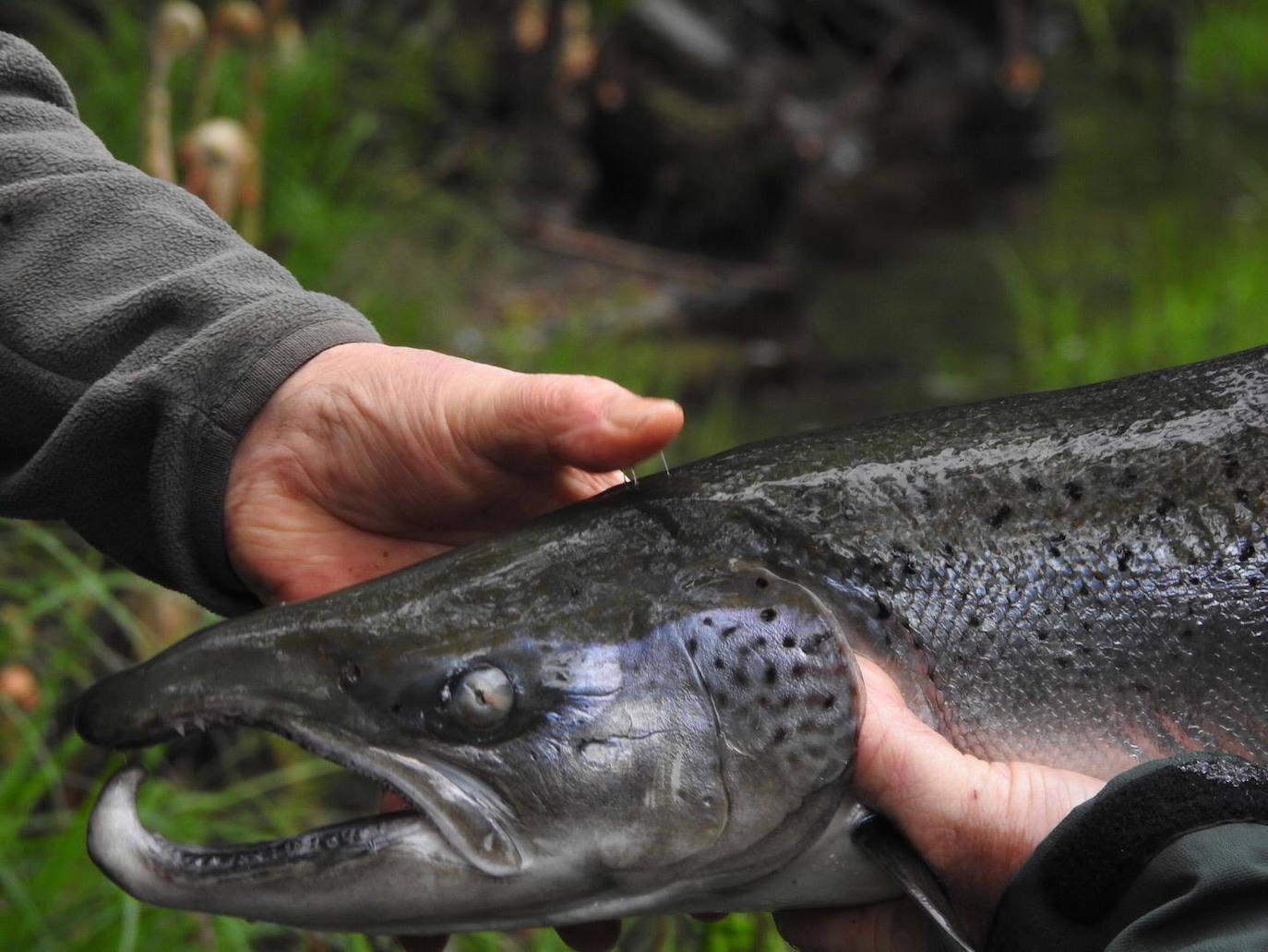 Decepción en el Eo con un salmón pescado en Louredal que no fue validado al comprobarse que era un zancado