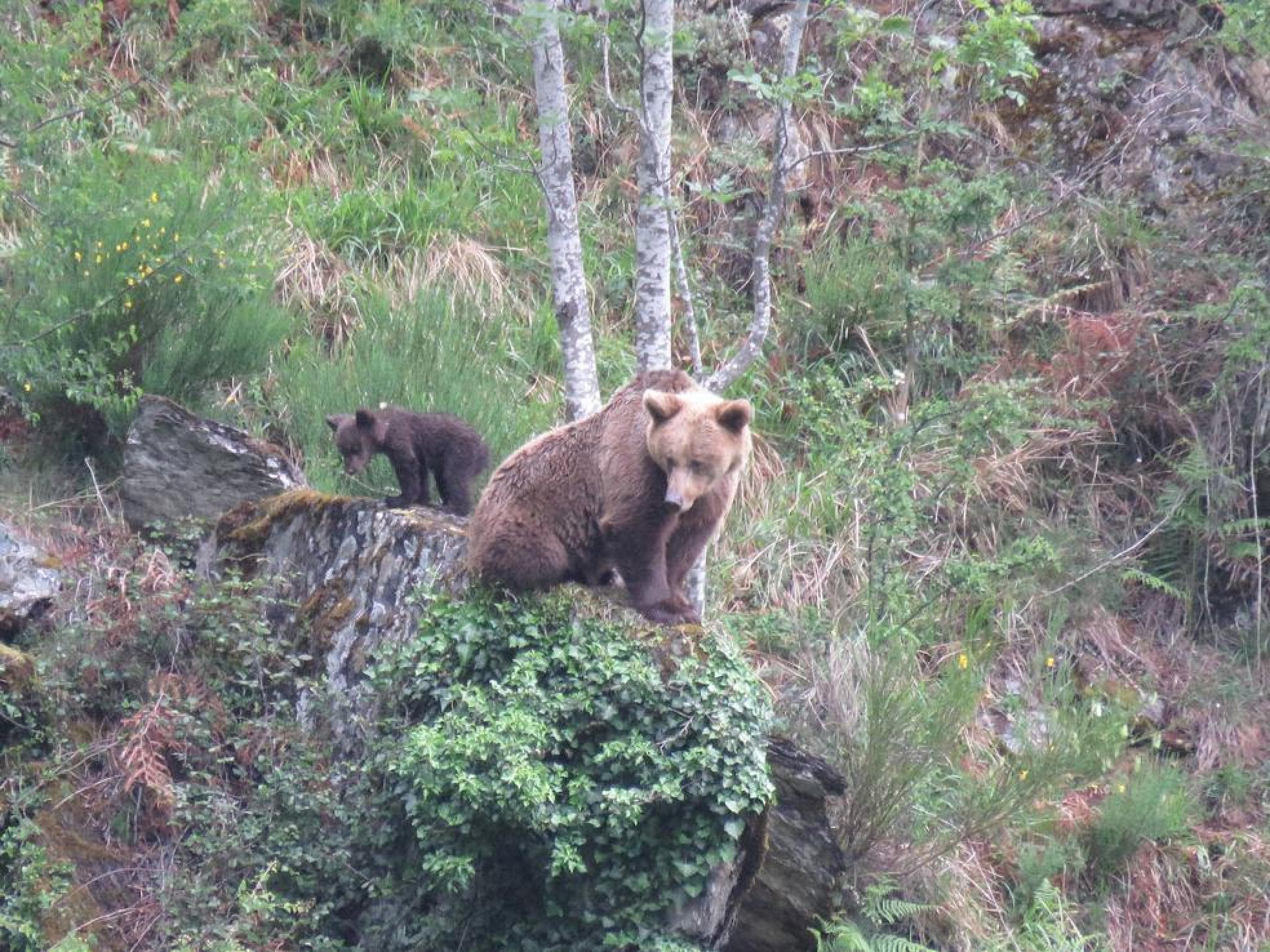 El despertar del oso | El Comercio: Diario de Asturias