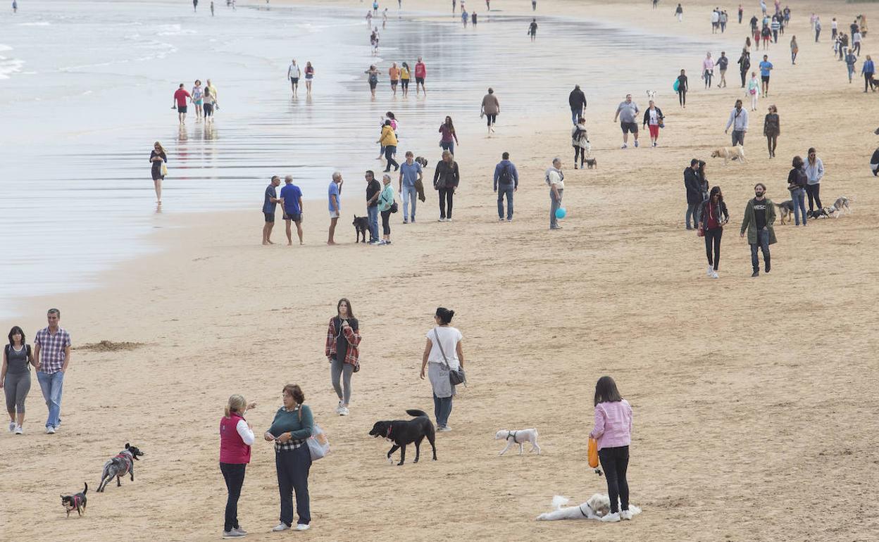 Perros en la playa de San Lorenzo. 