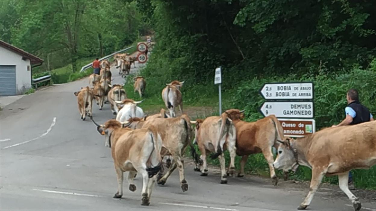 Subida del ganado de la familia Remis Amieva en 2020. 