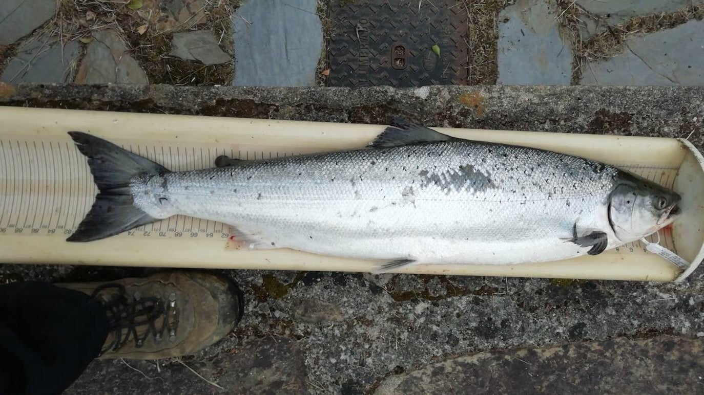 Gonzalo Suárez, de Quirós, ha capturado el campanu de Asturias 2021 en el río Eo, un ejemplar de 5,1 kilos, en la segunda jornada de la temporada de pesca con muerte. Rogelio Diego del Corro echó a tierra el primer salmón del Sella, una pieza de casi ocho kilos.