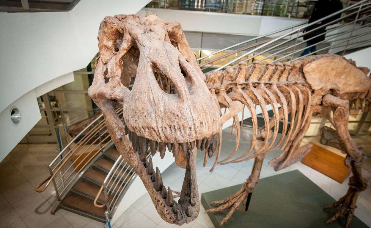 Ejemplar de 'T. rex', excavado en 1990 y exhibido en el Museo de Paleontología de la Universidad de California, Berkeley.