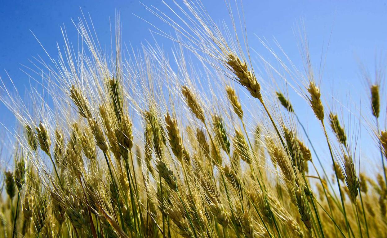 La fertilización de los campos de trigo con nitrógeno, posible causa del aumento de celíacos