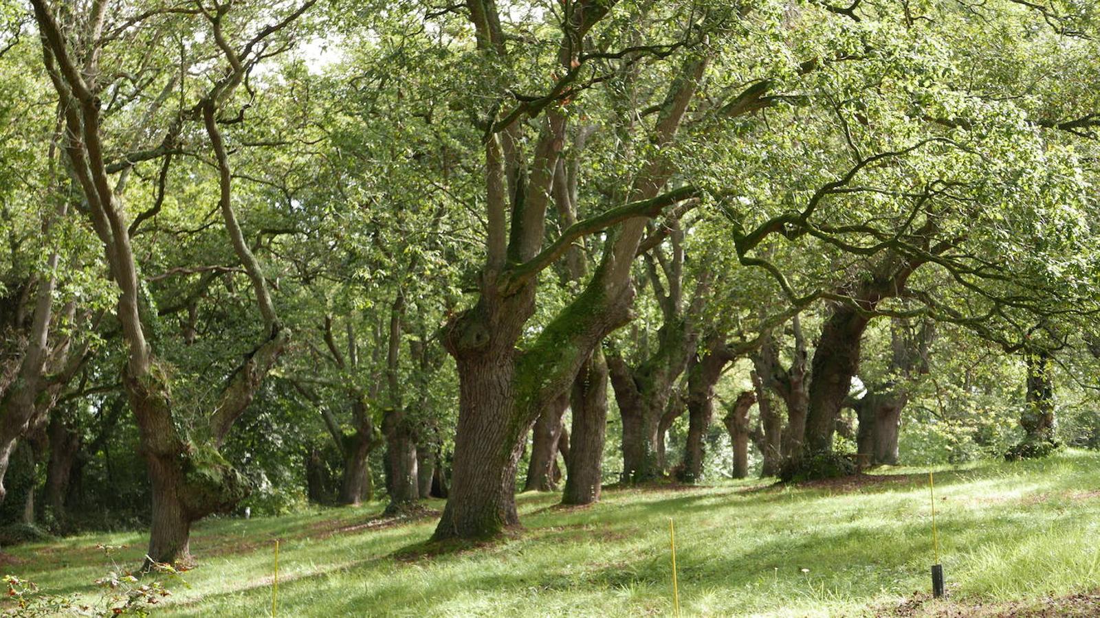 El Jardín Botánico de Gijón será el primero del país en integrarse en una red internacional que estudia cómo afecta el clima a las especies vegetales. Se marcan dos años para llevarlo a cabo y también para relanzarlo y que se convierta en un centro de referencia en conservación de especies y hábitats vegetales, tanto en España como en Europa.