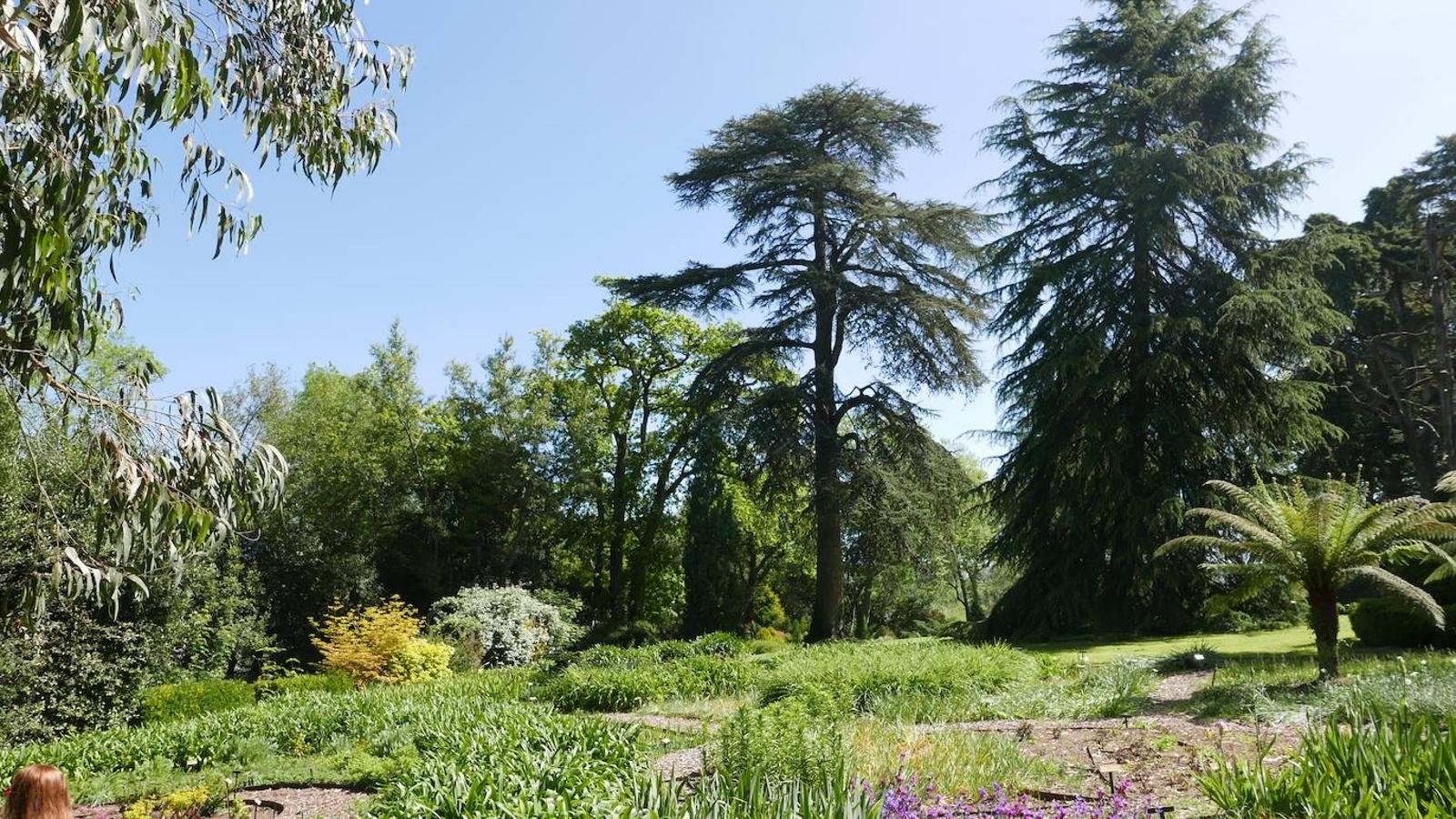 El Jardín Botánico de Gijón será el primero del país en integrarse en una red internacional que estudia cómo afecta el clima a las especies vegetales. Se marcan dos años para llevarlo a cabo y también para relanzarlo y que se convierta en un centro de referencia en conservación de especies y hábitats vegetales, tanto en España como en Europa.