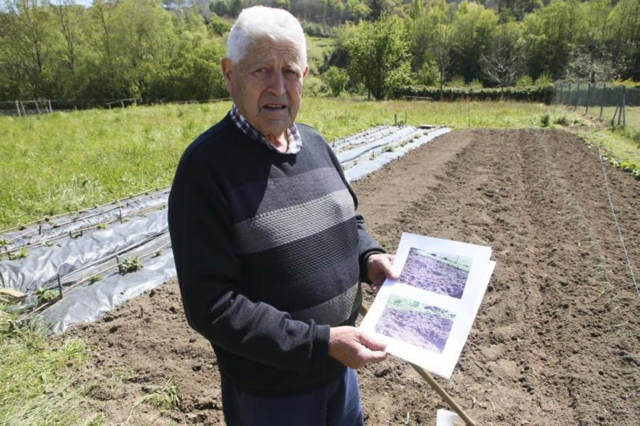 Los jabalíes destrozaron los cultuvos de Ángel García hace tres días, en la parroquia de La Carrera. 