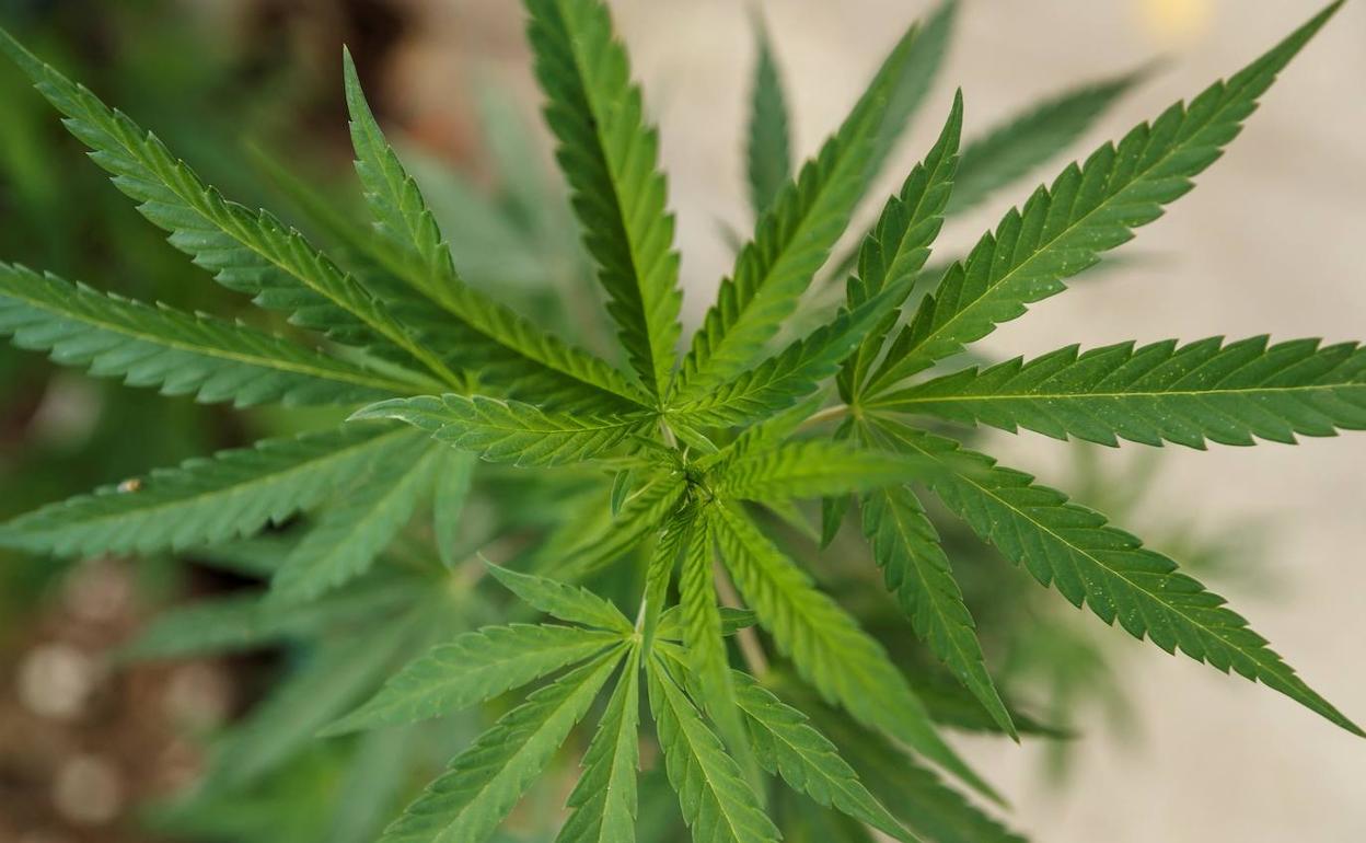 La mitad de los españoles, partidaria de legalizar la marihuana