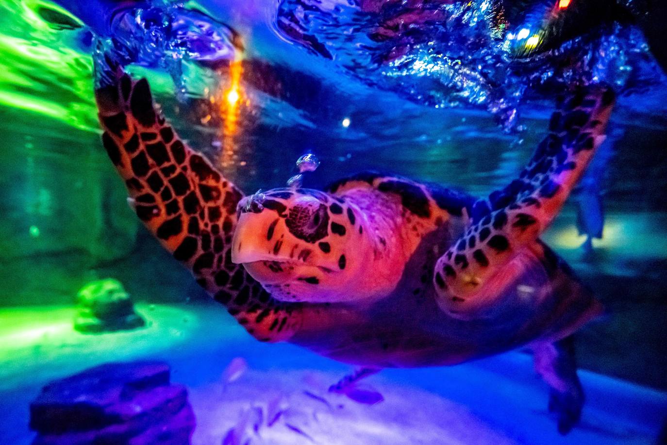 Fotos: Así es la vida marina en el acuario más grande del sudeste asiático