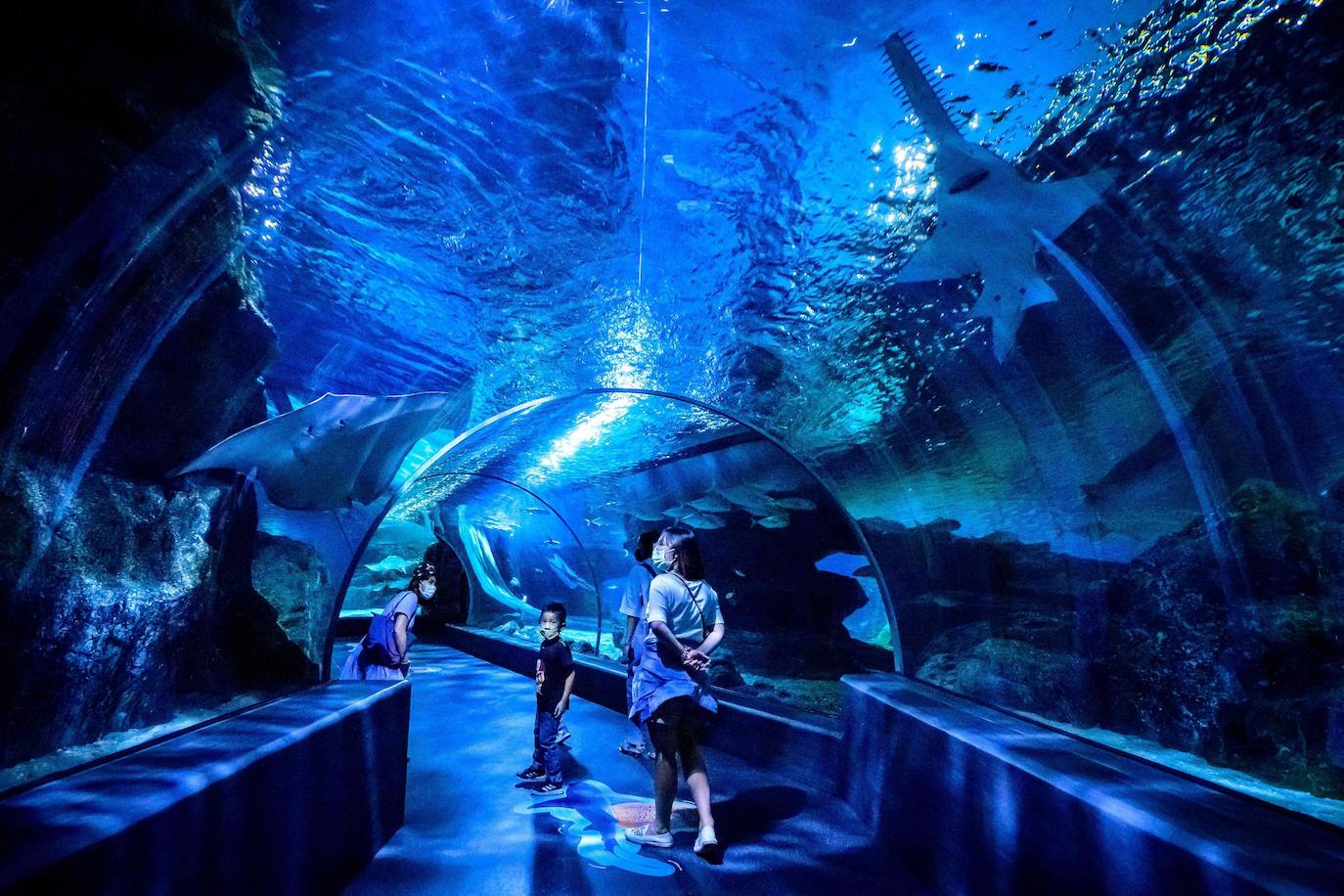 Fotos: Así es la vida marina en el acuario más grande del sudeste asiático