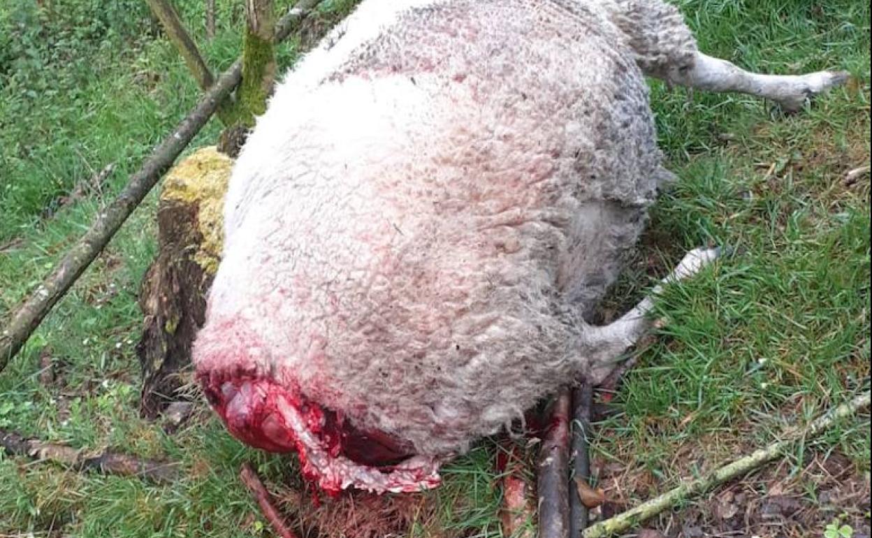 Un ganadero de Idarga, en Salas, pierde una oveja en un ataque de lobo