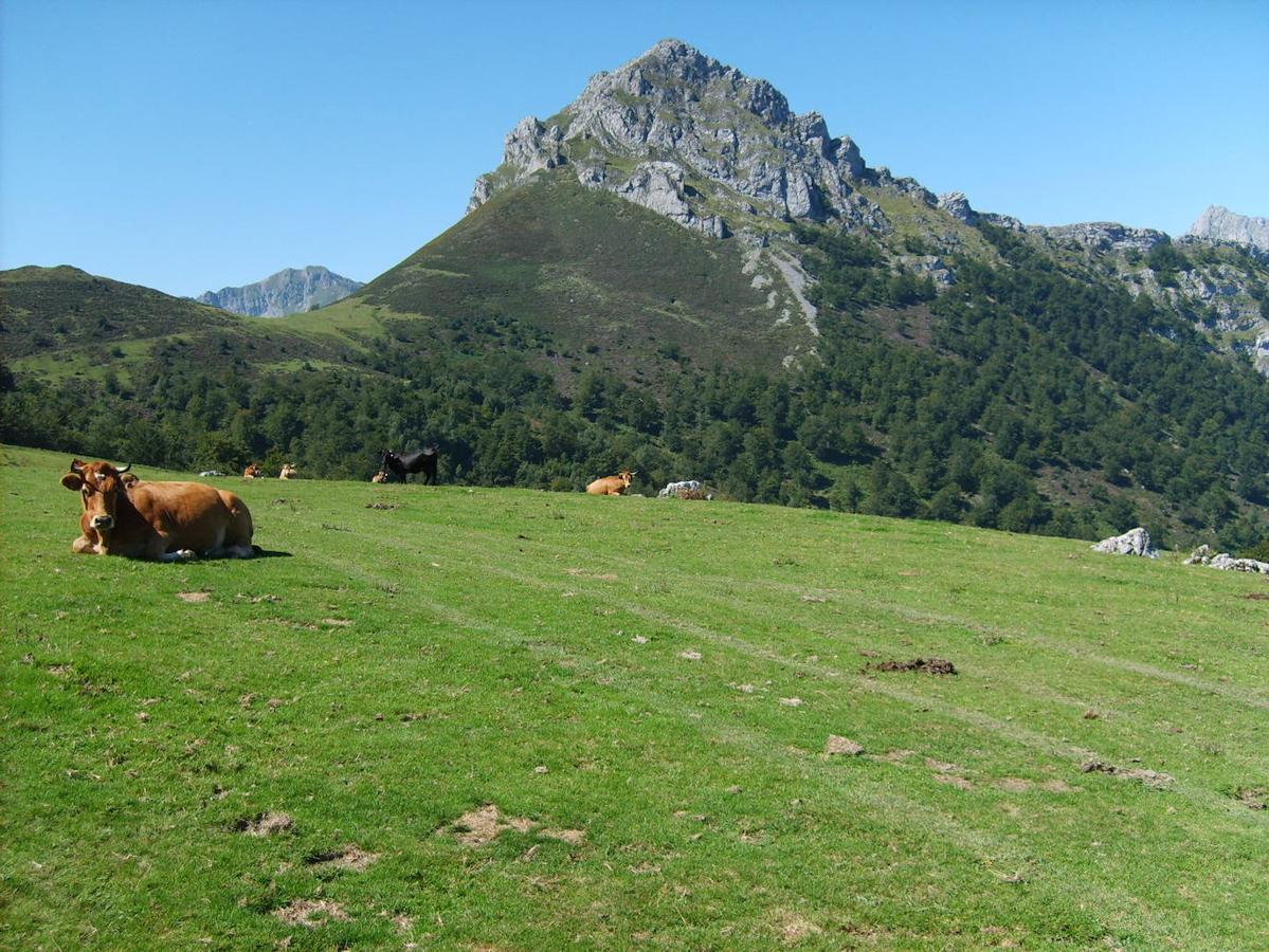 Peloño: La Reserva Natural Parcial de Peloño es uno de los espacios forestales más emblemáticos de Asturias y se encuentra incluída en el Parque Natural de Ponga. Un espectáculo único en el que destaca una frondosa masa boscosa repleta de especies autóctonas como las hayas, robledales, acebos, enebros rastrero y arándano. Todo en una extensión de algo más de 15 km2 que se encuentra surcada por diversos arroyos que confluyen en el arroyo de la Canalina y después en el río Sella en las cercanías del desfiladero de los Beyos.