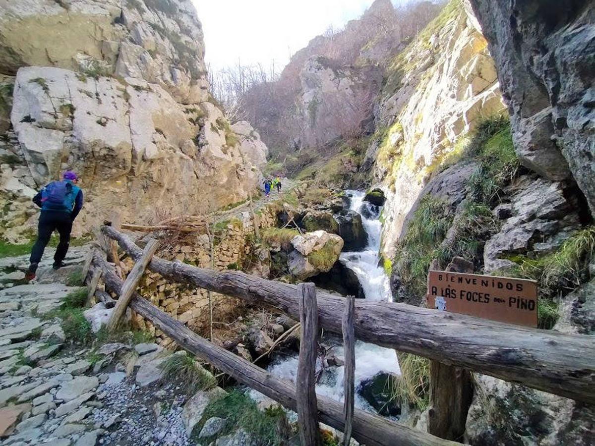 Foces de El Pino: Este Monumento Natural se encuentra en el concejo de Aller y se trata de un desfiladero de un alto valor paisajístico formado por el río Pino en su tramo medio y de unos trescientos metros de longitud, con una superficie total de 76 hectáreas. El Pino es un arroyo de apenas 6 km que nace en  Peña Redonda  y que finaliza en el río Aller salvando unos 800 m de desnivel. Él ha sido el encargado a lo largo del tiempo de erosionar las formaciones de caliza que conforman este estrecho desfiladero rodeado de paredes verticales y repleto de rápidos y cascadas.