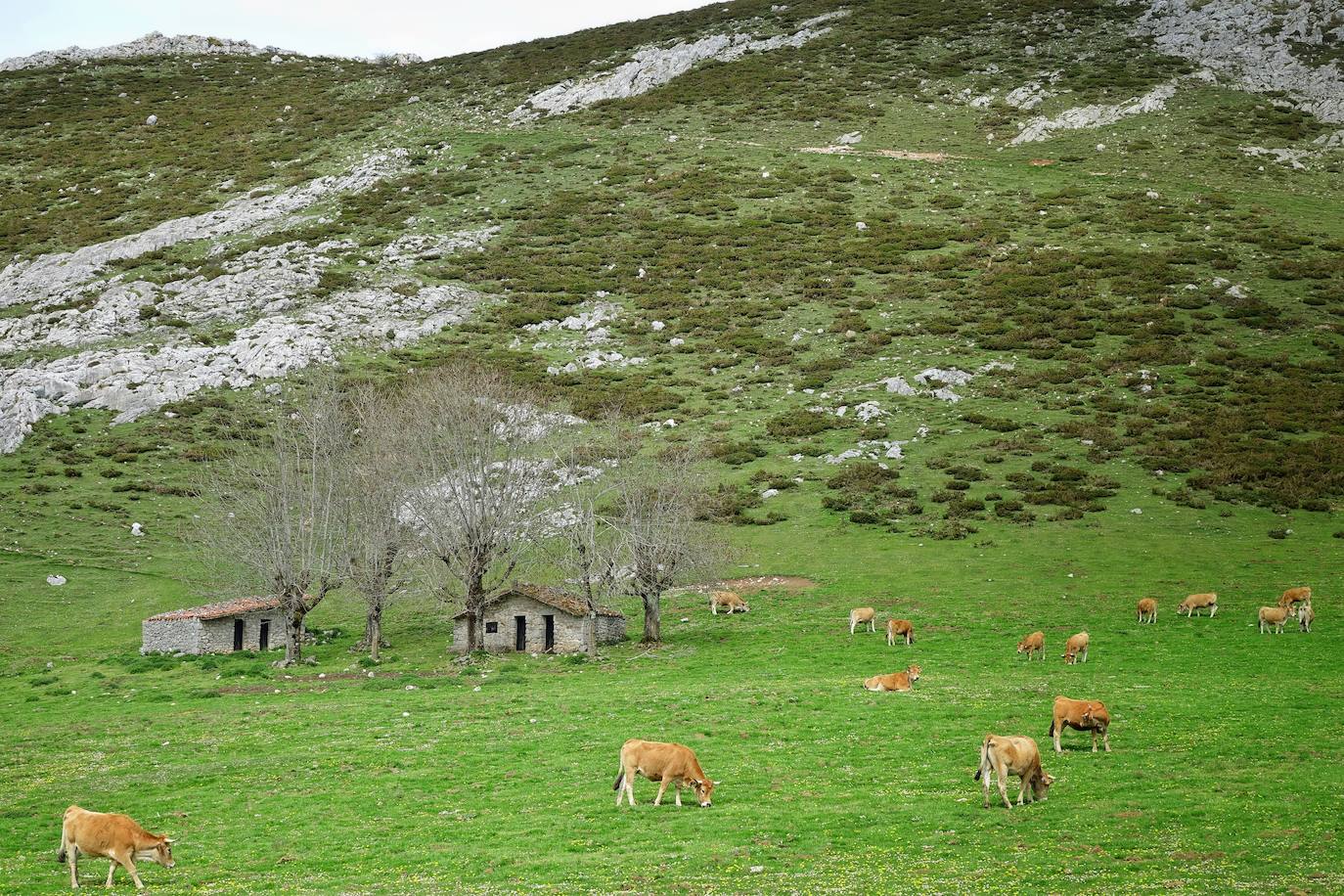 Como suele ser habitual todos los años el 25 de abril el ganado mayor regresa a la libertad de la Montaña de Covadonga. La tradición no entiende de confinamientos ni de pandemias, solo de los ritmos que marca la naturaleza.