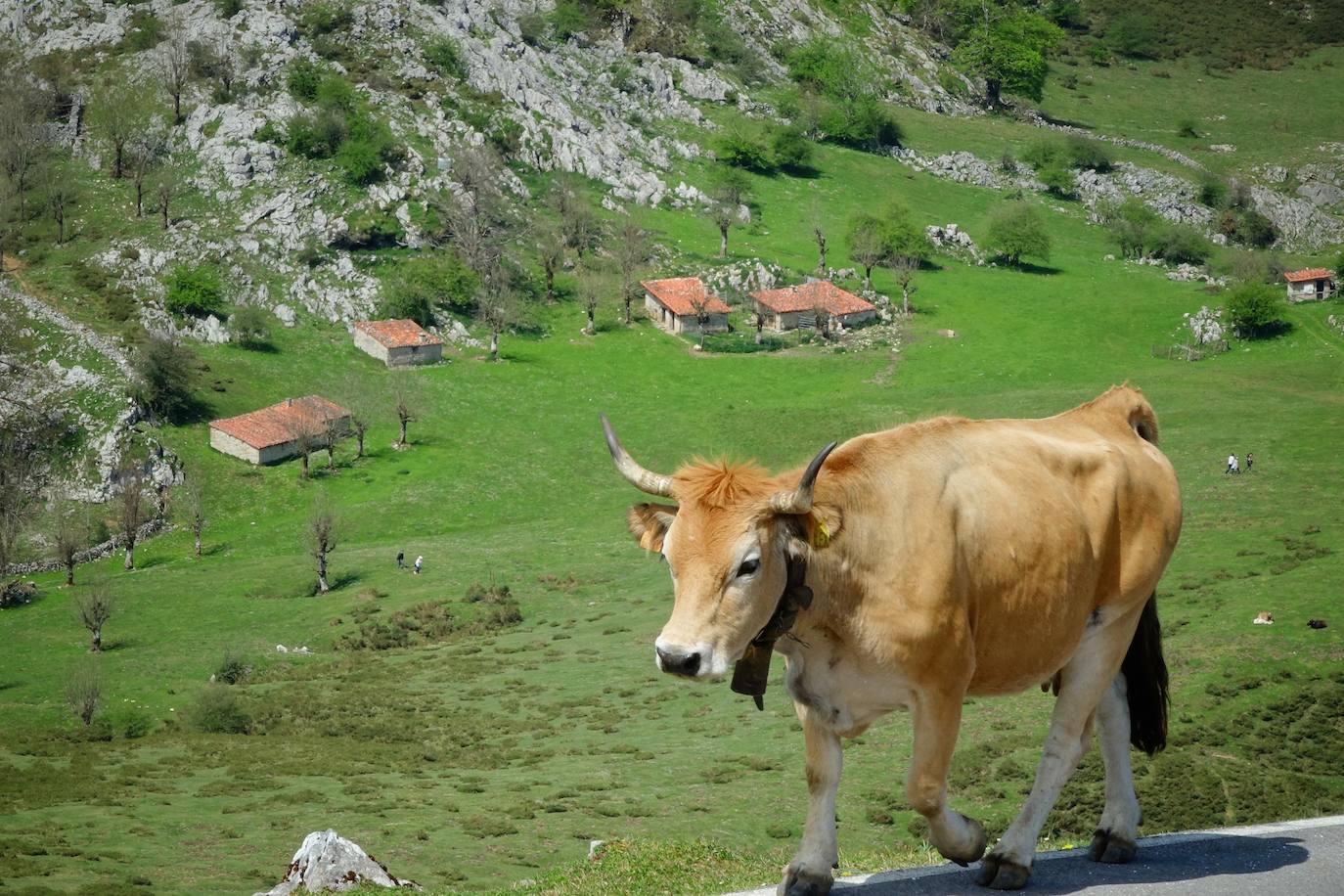 Como suele ser habitual todos los años el 25 de abril el ganado mayor regresa a la libertad de la Montaña de Covadonga. La tradición no entiende de confinamientos ni de pandemias, solo de los ritmos que marca la naturaleza.