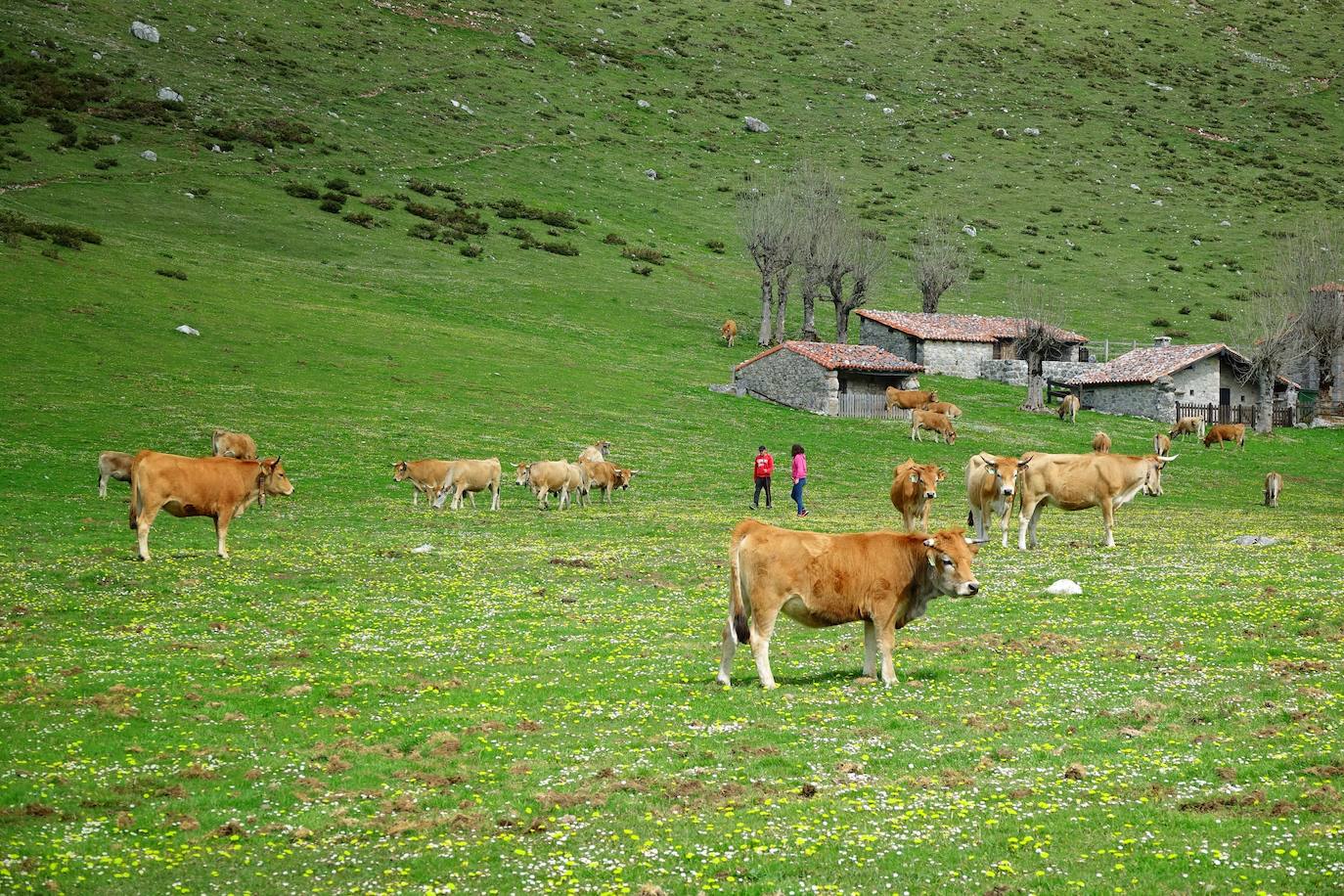 Como suele ser habitual todos los años el 25 de abril el ganado mayor regresa a la libertad de la Montaña de Covadonga. La tradición no entiende de confinamientos ni de pandemias, solo de los ritmos que marca la naturaleza.