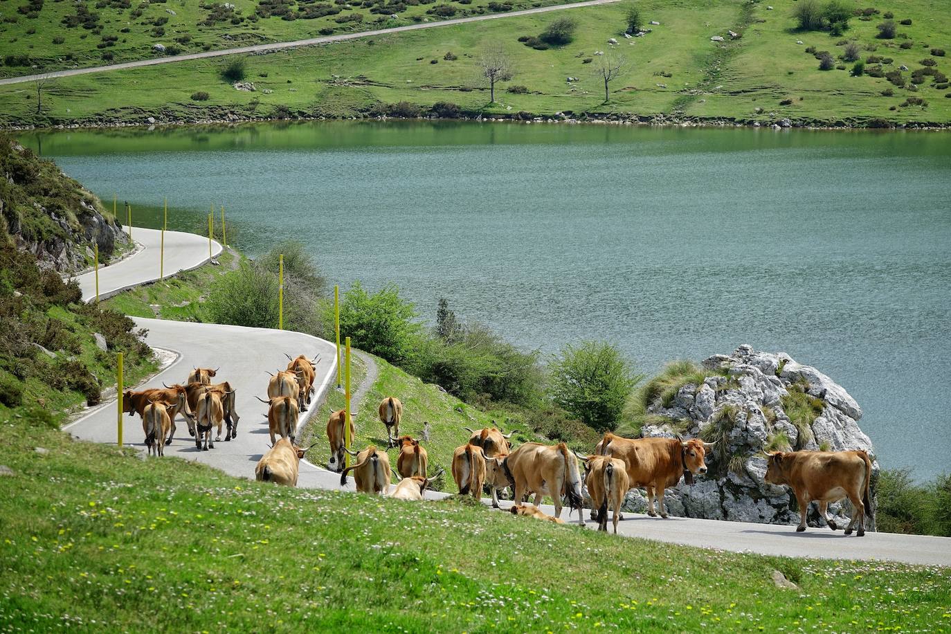 Como suele ser habitual todos los años el 25 de abril el ganado mayor regresa a la libertad de la Montaña de Covadonga. La tradición no entiende de confinamientos ni de pandemias, solo de los ritmos que marca la naturaleza.