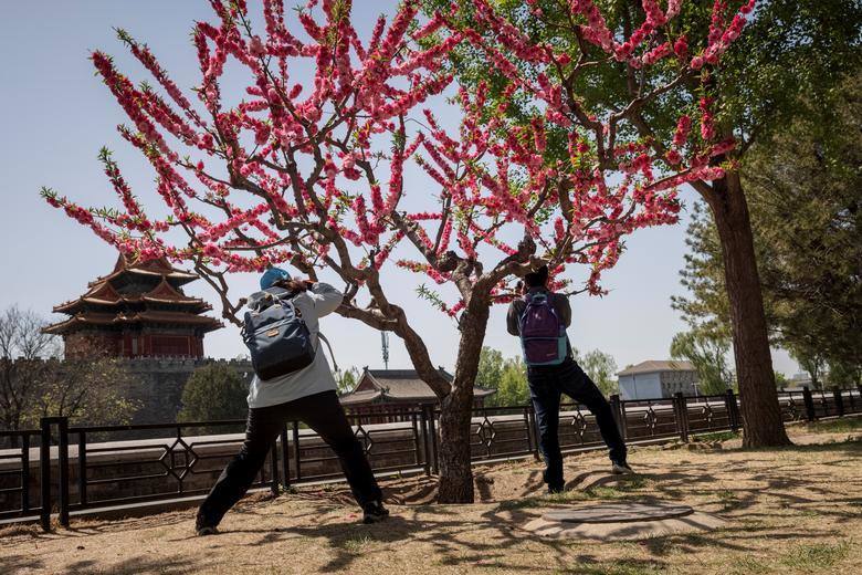El mundo se viste de primavera. Con la llegada de esta estación, el color de las flores, los árboles y los pájaros ocupan los parques de todo los países | En la imagen, Pekín, China