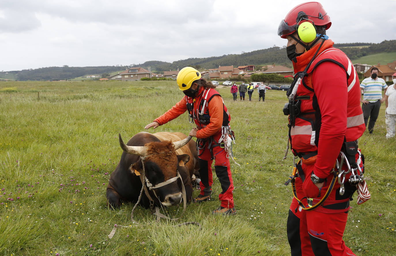 El helicóptero del Servicio de Emergencias del Principado rescató este miércoles a un toro de más de 800 kilos de peso, de nombre 'Bolero' tras precipietarse por un acantilado en Gozón.