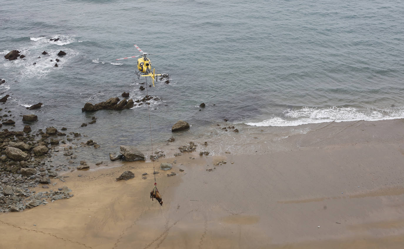 El helicóptero del Servicio de Emergencias del Principado rescató este miércoles a un toro de más de 800 kilos de peso, de nombre 'Bolero' tras precipietarse por un acantilado en Gozón.