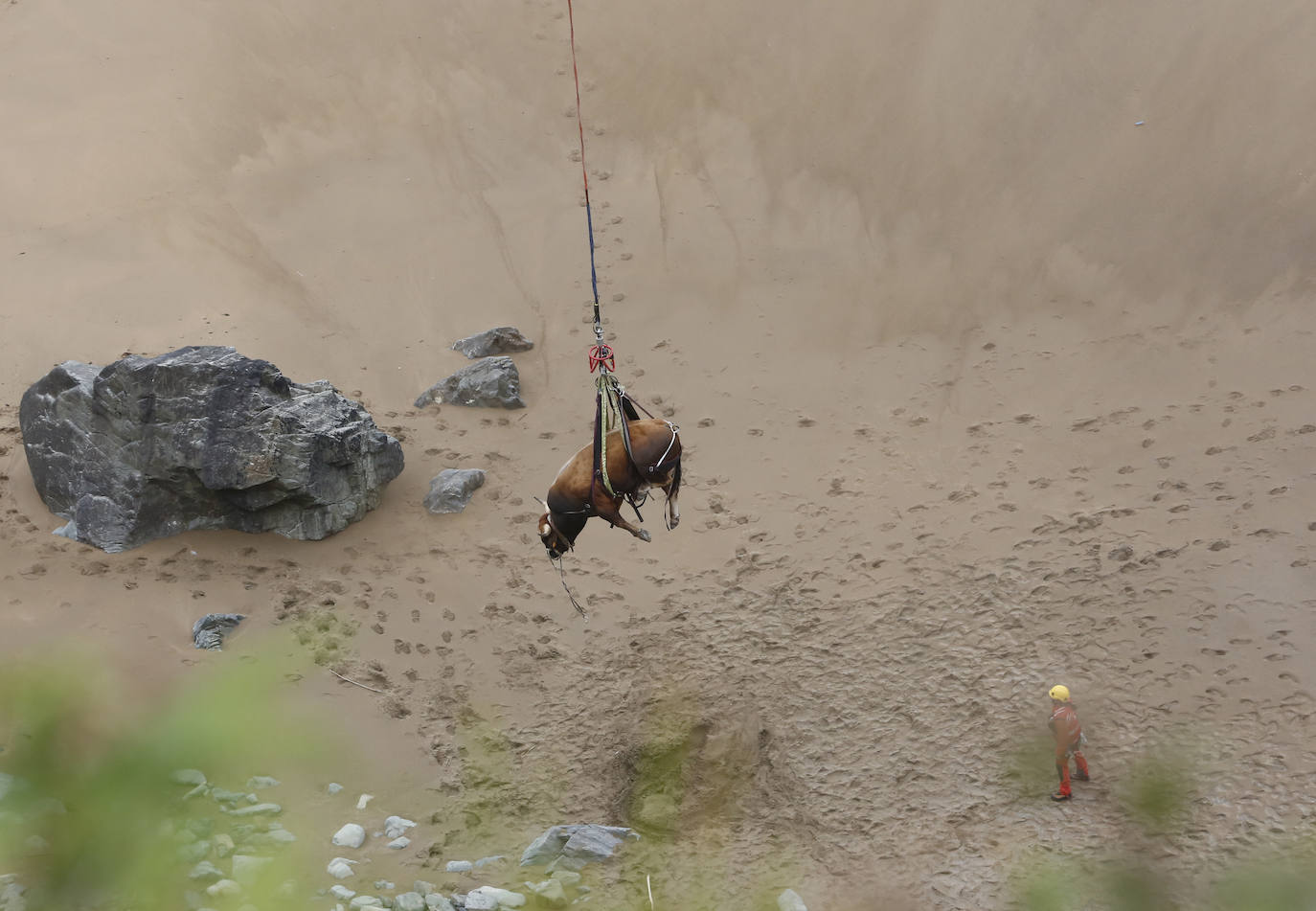 El helicóptero del Servicio de Emergencias del Principado rescató este miércoles a un toro de más de 800 kilos de peso, de nombre 'Bolero' tras precipietarse por un acantilado en Gozón.