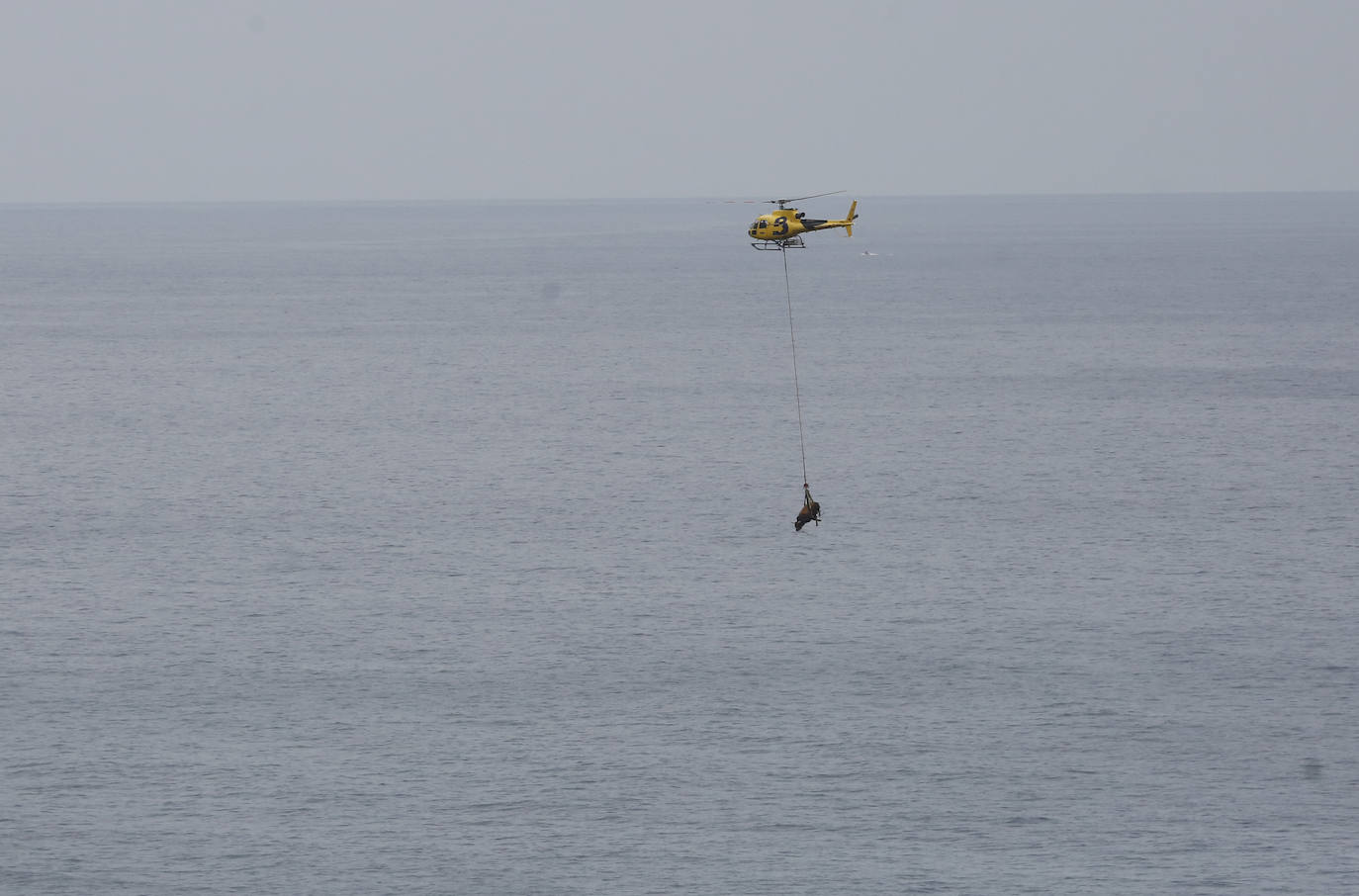 El helicóptero del Servicio de Emergencias del Principado rescató este miércoles a un toro de más de 800 kilos de peso, de nombre 'Bolero' tras precipietarse por un acantilado en Gozón.