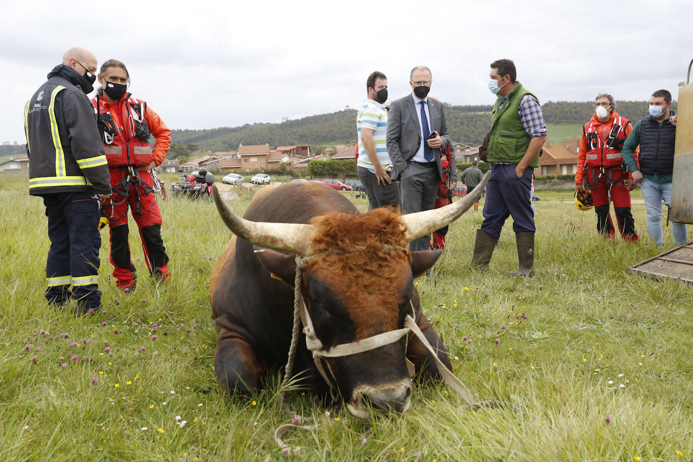 El helicóptero del Servicio de Emergencias del Principado rescató este miércoles a un toro de más de 800 kilos de peso, de nombre 'Bolero' tras precipietarse por un acantilado en Gozón.