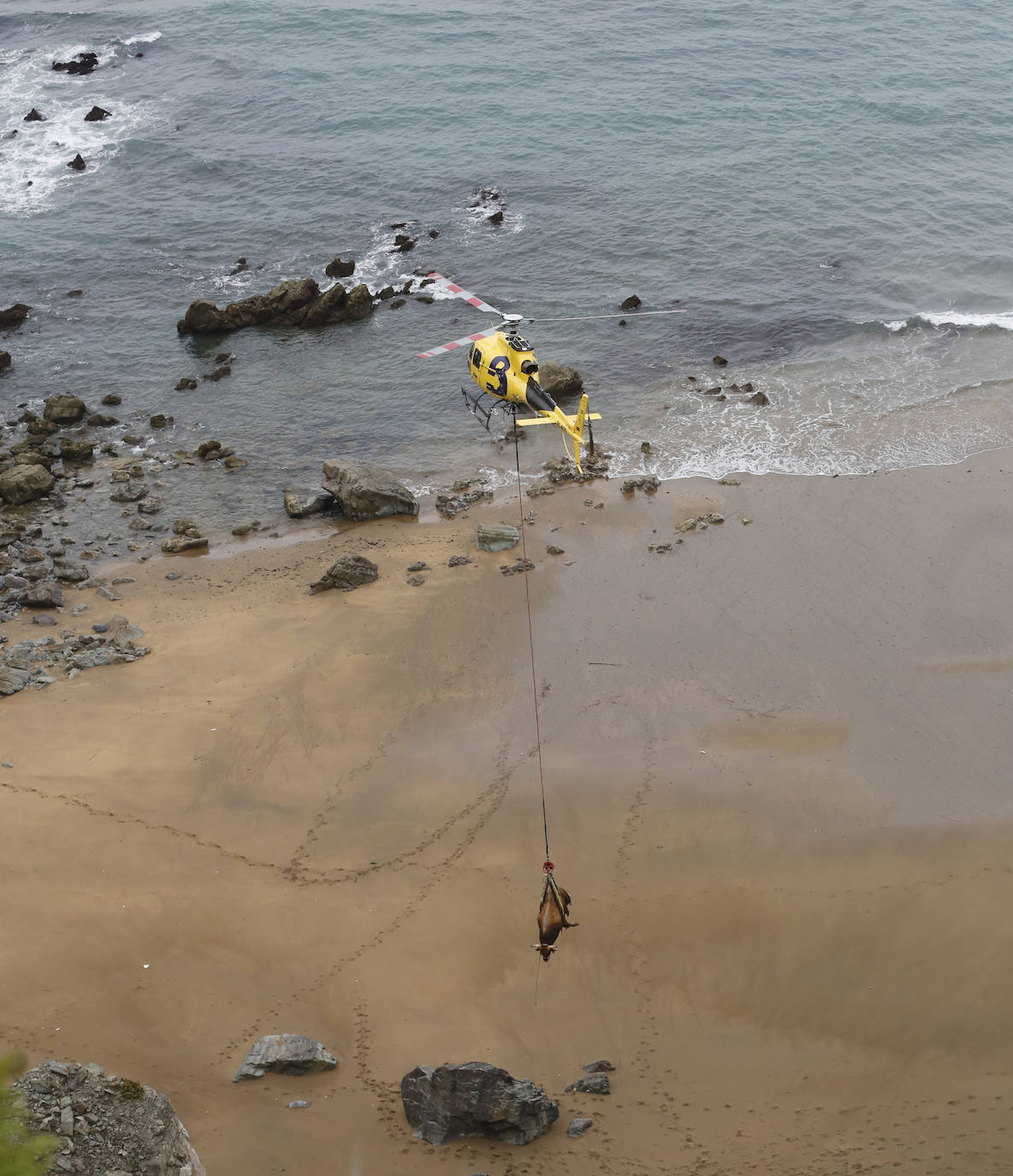 El helicóptero del Servicio de Emergencias del Principado rescató este miércoles a un toro de más de 800 kilos de peso, de nombre 'Bolero' tras precipietarse por un acantilado en Gozón.