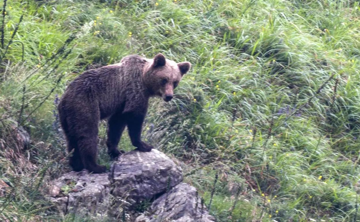 Un oso en los montes de Somiedo 