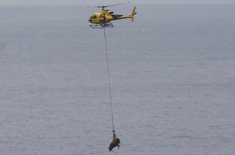 El helicóptero del Servicio de Emergencias traslada a 'Bolero' hasta Verdicio, en una complicada maniobra.