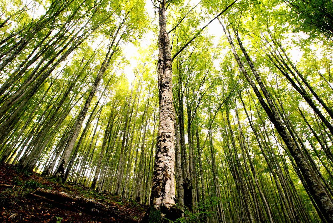 Selva de Irati (Navarra): La Selva de Irati es el segundo hayedo-abetal más extenso y mejor conservado de Europa, después de la Selva Negra de Alemania. Una enorme mancha verde de unas 17.000 hectáreas que se mantiene en un estado casi virgen y que se encuentra en el Pirineo oriental navarro. Un auténtico tesoro de la naturaleza con gran valor ecológico y repleto de tupidos hayedos, pastizales, abetos y frescas aguas que se encargan de completar un paisaje de colores muy vivos.