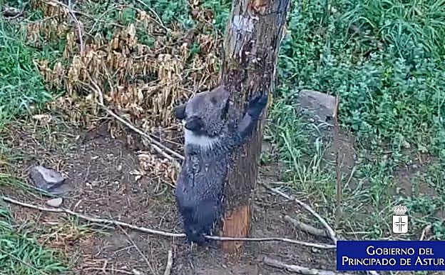 El osezno rescatado en Yernes y Tameza en abril se recupera en Proaza