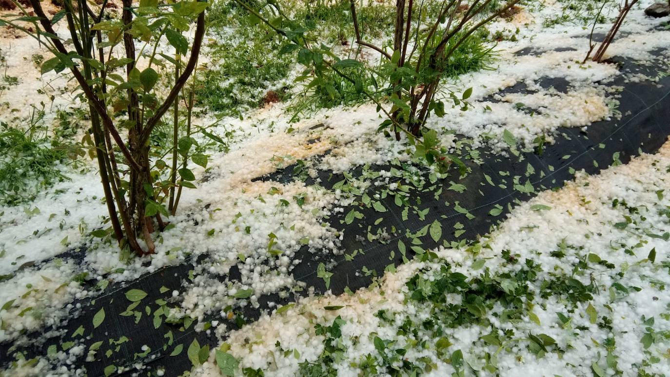 Las espectaculares tormentas de este lunes han descargado granizo en algunas zonas del centro asturiano. En Nava, por ejemplo, la granizada ha arruinado la mayor parte de la cosecha de arándanos. 