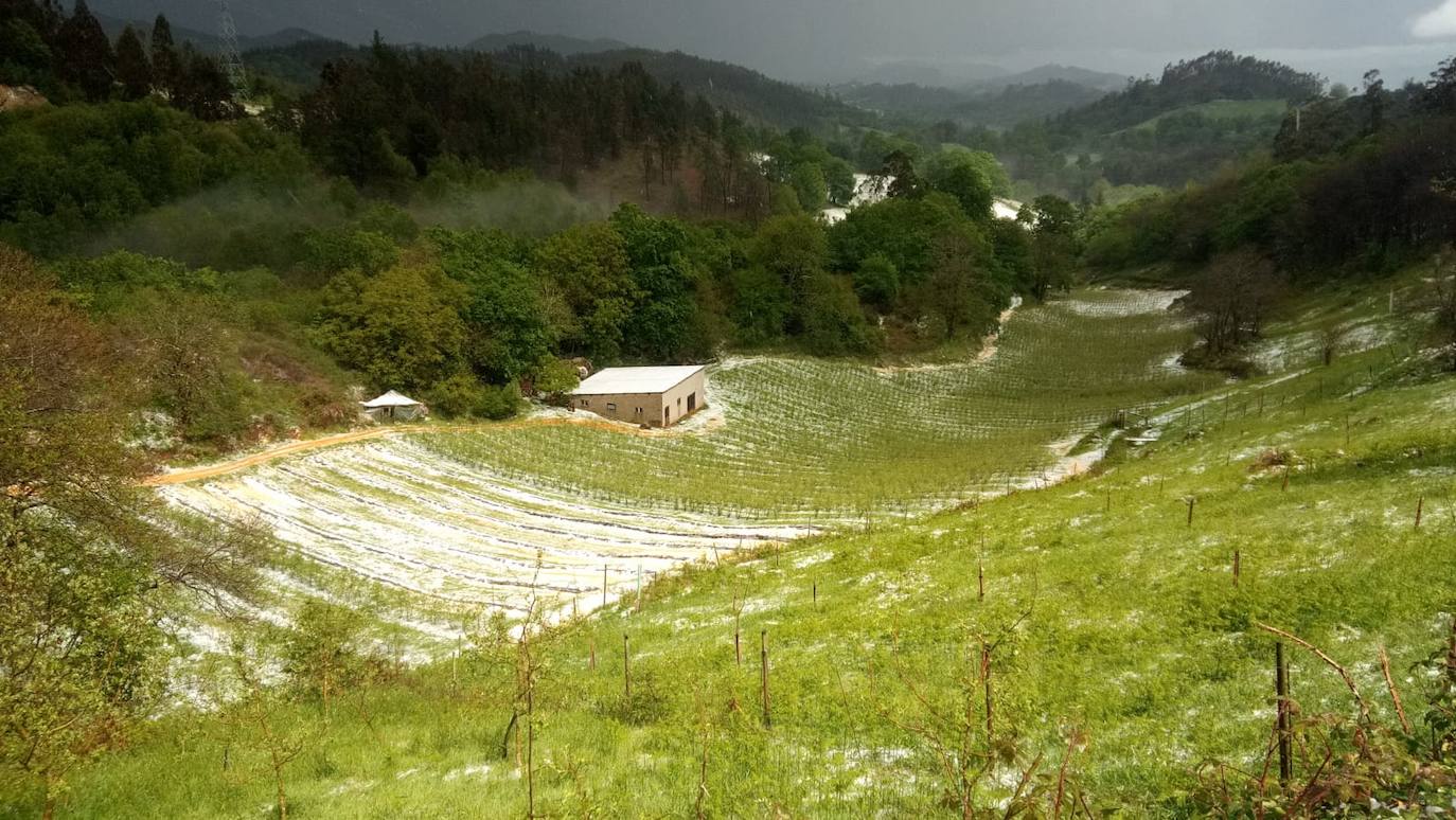 Las espectaculares tormentas de este lunes han descargado granizo en algunas zonas del centro asturiano. En Nava, por ejemplo, la granizada ha arruinado la mayor parte de la cosecha de arándanos. 