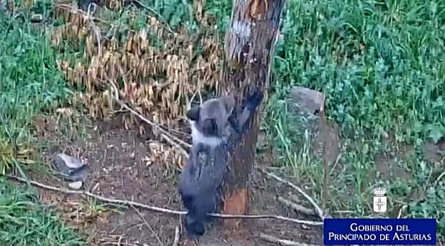 El oso rescatado en abril, en el cercado habilitado en Proaza. 