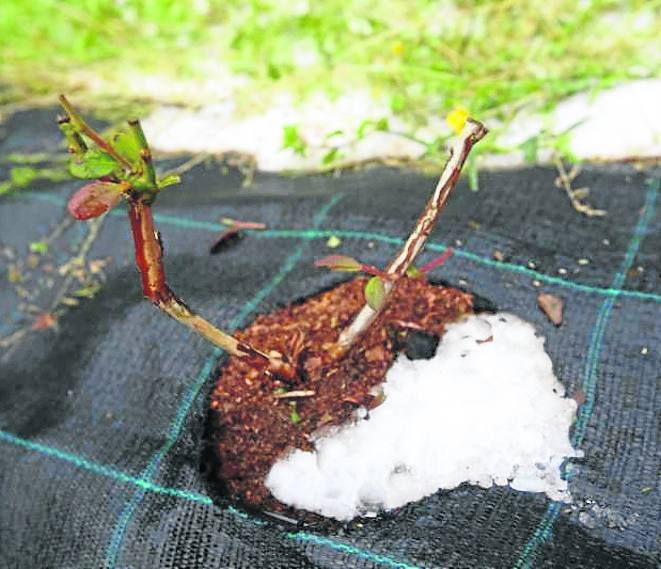 El esqueleto de una arandanera, tras la tormenta.