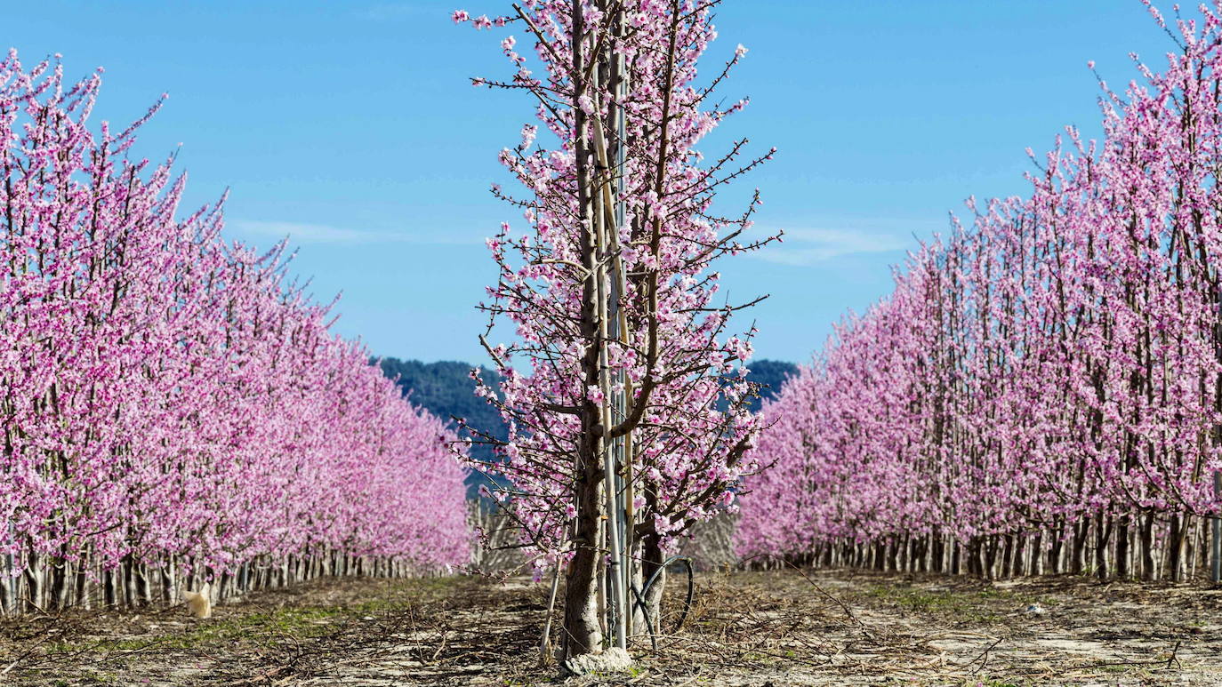 Melocotoneros en los campos de Cieza en Murcia 