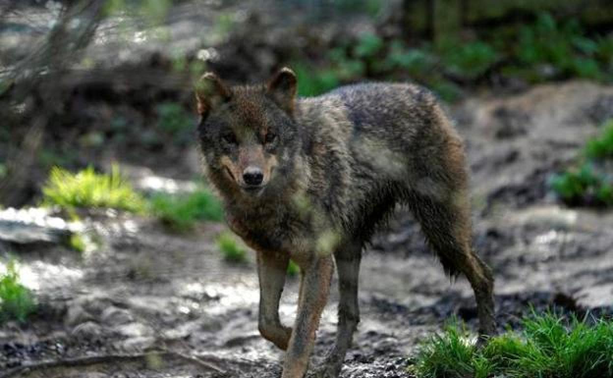 El lobo ataca por segunda vez en un mes en una ganadería de Trasmonte, en  Cangas | El Comercio: Diario de Asturias