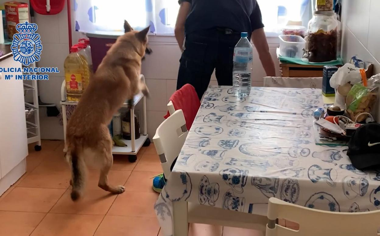 Operación policial, con un agente y un perro en plena inspección. 