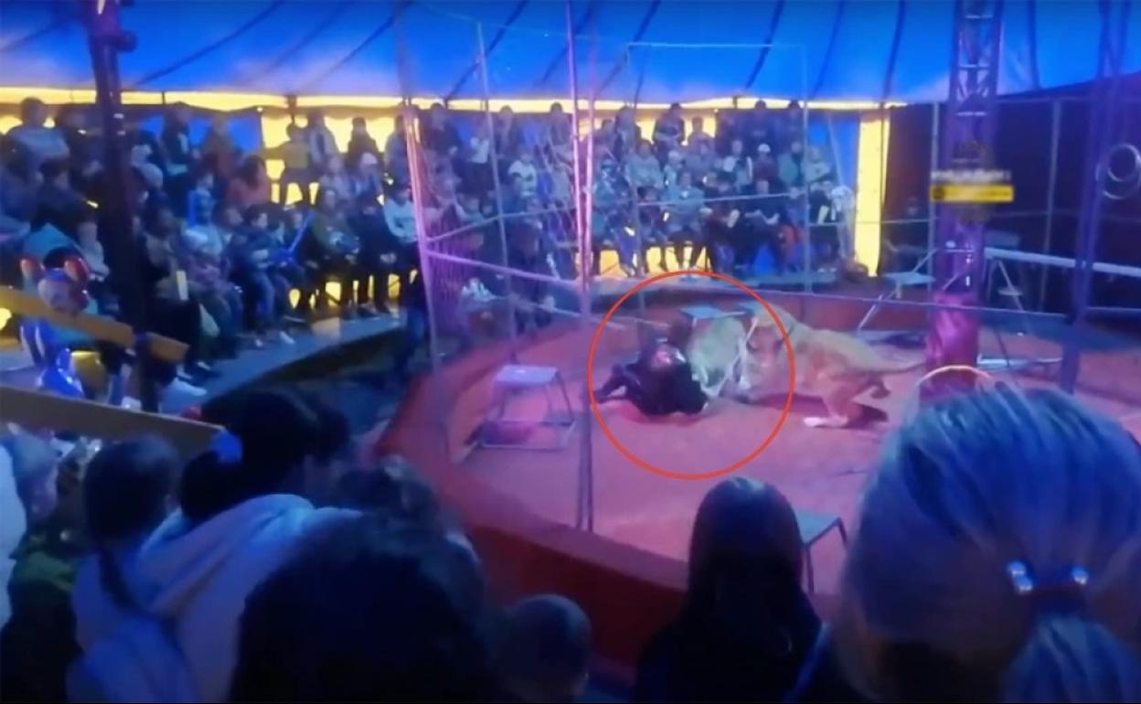 Momento en que las leonas atacan al domador