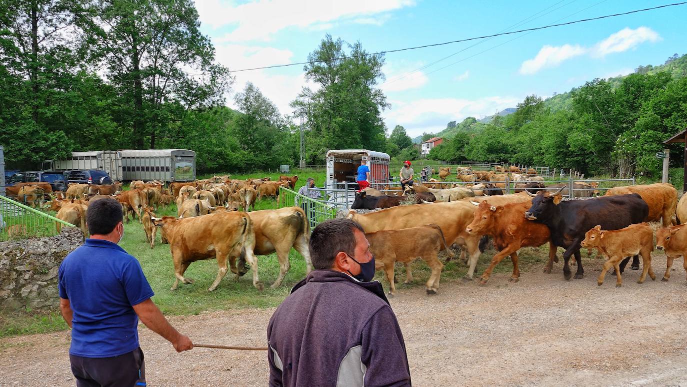 Ya está todo preparado para que arranque este miércoles la Feriona de Corao, que regresa al calendario de eventos ganaderos tras el parón del pasado año. La gran cita del sector en Cangas de Onís, de referencia incluso para todo el norte, se limita debido a la pandemia a los profesionales, de modo que al recinto podrán acceder tan solo ganaderos, tratantes y transportistas, todos ellos con certificado que acredite su actividad y con preinscripción previa.