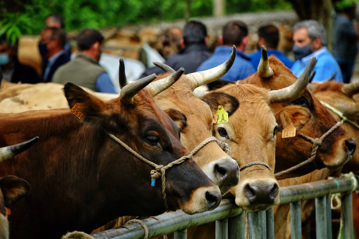 La Feriona, limitada a profesionales, reunió cerca de 1.500 reses, si bien los precios registrados estuvieron a la baja