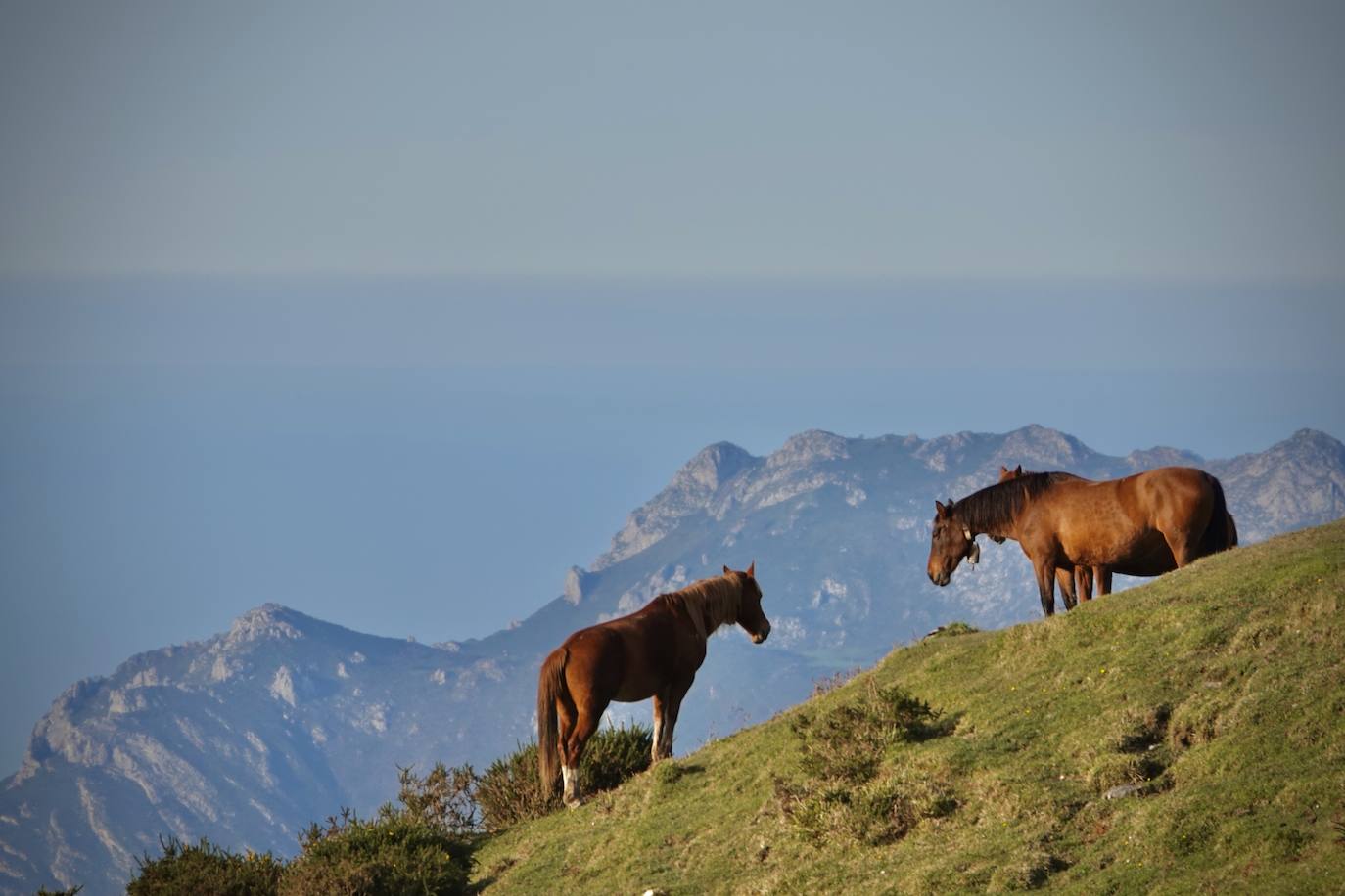 El Parque Nacional de los Picos de Europa cuenta con las cumbres más altas de la Cordillera Cantábrica, lo que indudablemente le da un enorme atractivo paisajístico, turístico y deportivo. Es el tercer Parque Nacional más visitado de España, con casi dos millones de visitantes anuales y fue declarado Reserva de la Biosfera en 2003. 