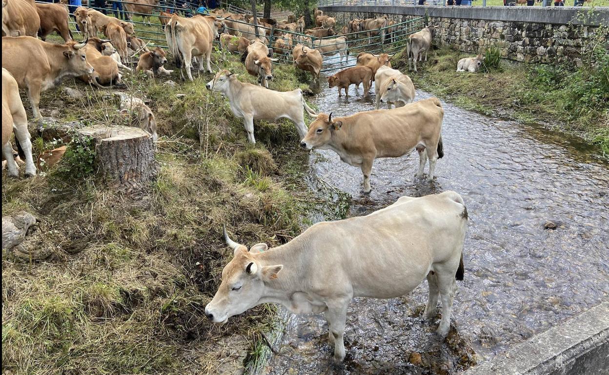 Las ventas se contienen en la Feriona de Corao