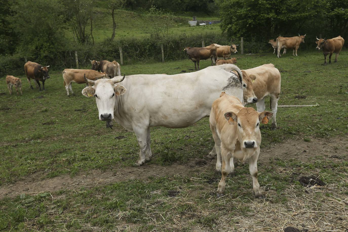 Más de ochenta vacas han ocupado las calles de San Julián, en Bimenes. Las reses han sido dirigidas por más de una decena de pastores hasta los pastos del monte de Peñamayor 