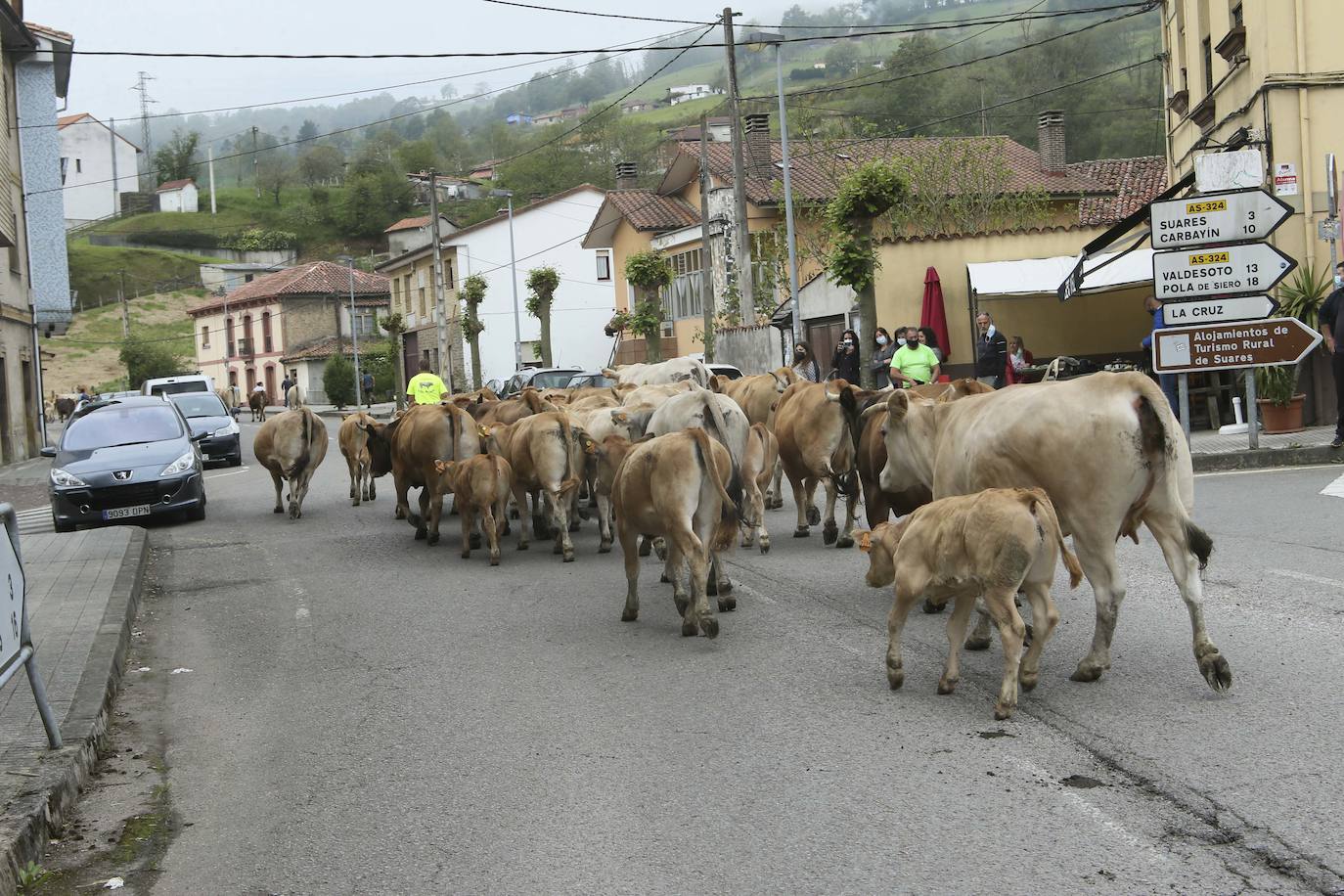 Más de ochenta vacas han ocupado las calles de San Julián, en Bimenes. Las reses han sido dirigidas por más de una decena de pastores hasta los pastos del monte de Peñamayor 