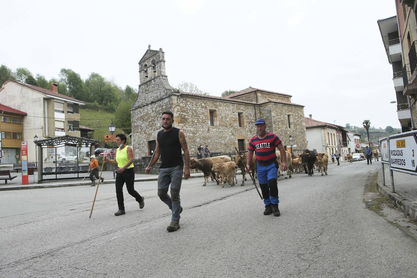 Más de ochenta vacas han ocupado las calles de San Julián, en Bimenes. Las reses han sido dirigidas por más de una decena de pastores hasta los pastos del monte de Peñamayor 